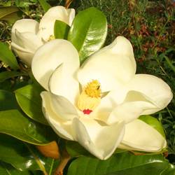 Magnolia