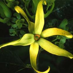 Ylang-Ylang